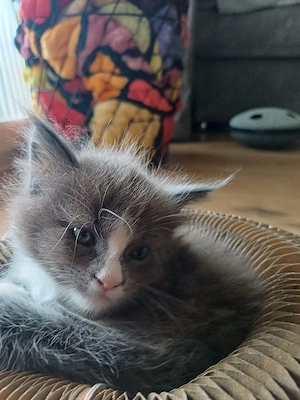 Maine Coon 