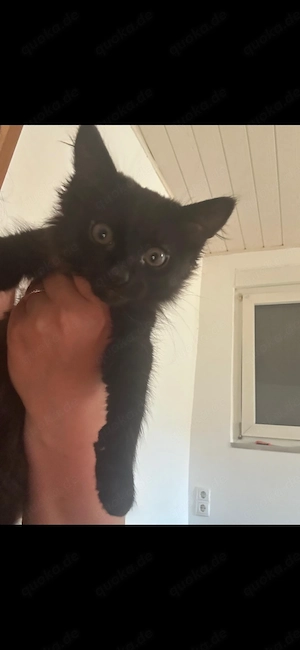 3 Babykatzen ab sofort langhaar mischlinge 