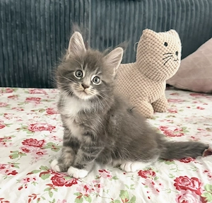 Zauberhafte Maine Coon Babys 