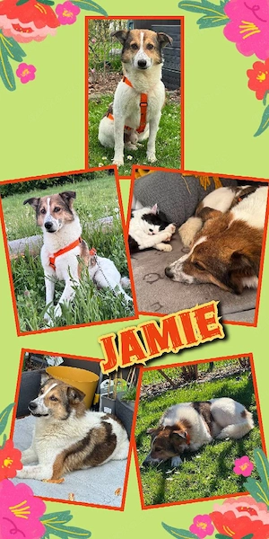 sensibler, wunderschöner, katzenverträglicher Rüde "Jamie" sucht ein schönes Zuhause