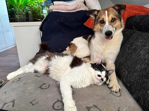 sensibler, wunderschöner, katzenverträglicher Rüde "Jamie" sucht ein schönes Zuhause