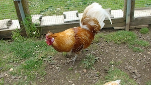 Hühner   Hahn