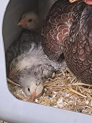 5 Wochen alte Zwergwyandottenküken 