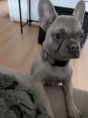 Neues Zuhause gesucht