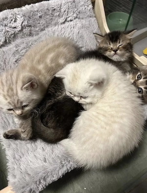 ABGABEBEREIT Britisch Kurzhaar Kater BKH Point Kitte Bärchen Tabby Classic Creme Caramel