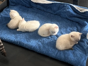 Zuckersüße Kitten im BKH-Look suchen ein Zuhause (Eltern wohnen bei uns)