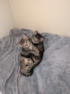 2 süße Katzenbabys in liebevolle Hände