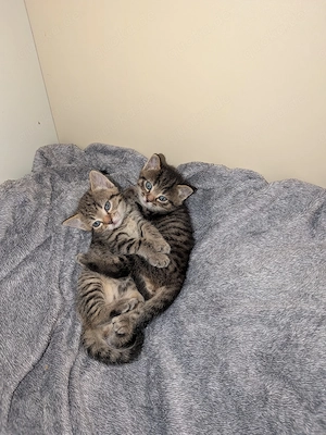 2 süße Katzenbabys in liebevolle Hände Bild 6