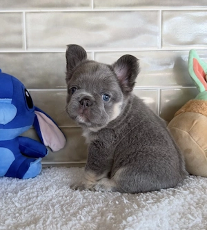 Französische Bulldoggenwelpen suchen ein liebevolles Zuhause. 