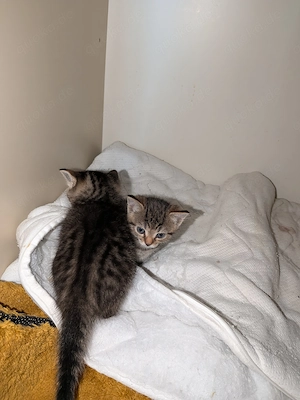 2 süße Katzenbabys in liebevolle Hände Bild 7