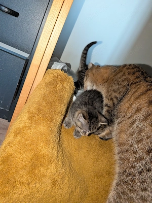 2 süße Katzenbabys in liebevolle Hände Bild 5