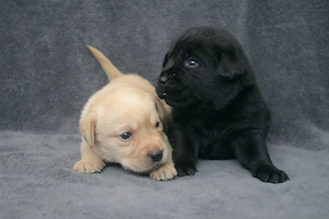 Labrador Welpen mit Ahnentafel 