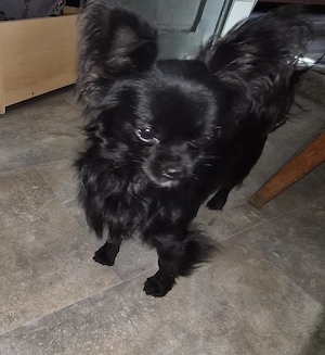 Chihuahua rüde 