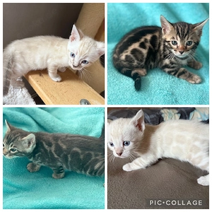 Bengal  kitten snow Lynx   Blue   Braun Mit Stammbaum 