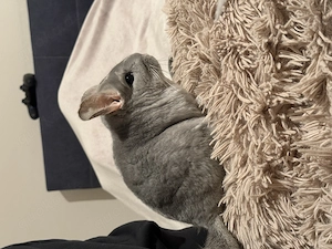 Chinchilla abzugeben 