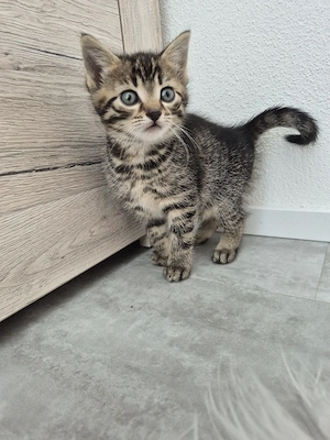 katzenbaby weiblich