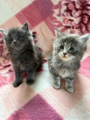 Maine Coon Kitten