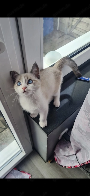 heilige birma  bkh sucht ein neues Zuhause  kater