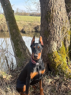 Gut ausgebildete Dobermann Hündin 