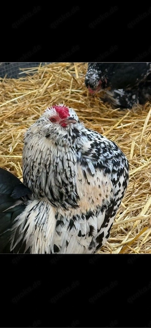 Bartzwerg Hahn Bild 4