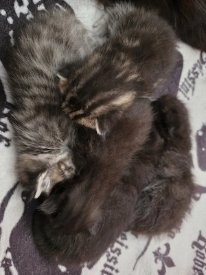Maine Coon Babys Welpen 