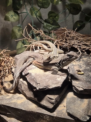 1.1.0 Schmetterlingsagame Leiolepis belliana 