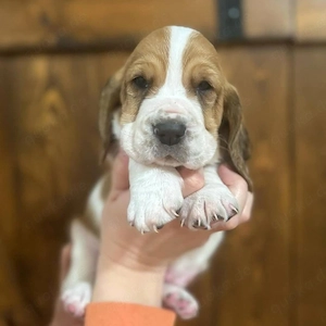Reinrassige Basset Hound Welpen aus liebevoller Aufzucht abzugeben