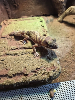 1.1.0 Nephrurus levis pilbarensis Knopfschwanzgeckos 
