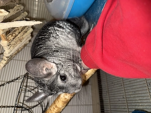 Chinchilla abzugeben 