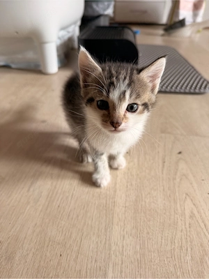 kitten mädchen EKH