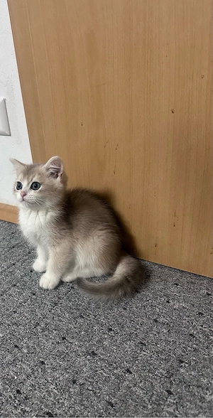 BKH Kitten 
