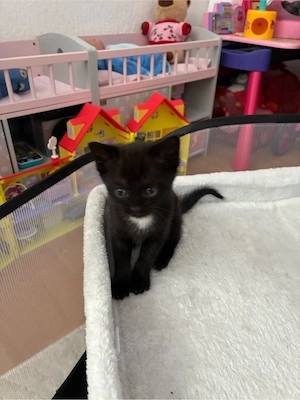 Schöne Neugeborene Baby Katze suchen neue Haus