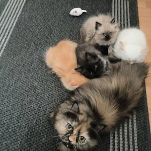 Ich verkaufe Süße Kitten.  Bild 4