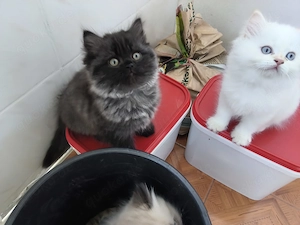 Ich verkaufe Süße Kitten.  Bild 3