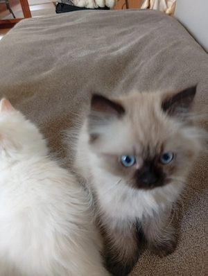 Ich verkaufe Süße Kitten.  Bild 2