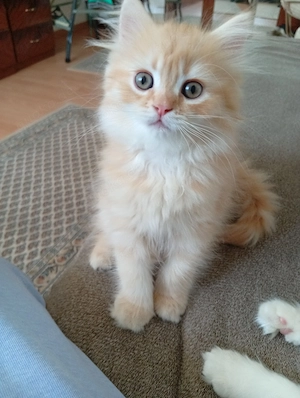 Ich bitte Süße Kitten. 