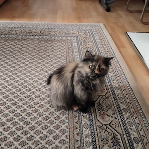 Ich verkaufe Süße Kitten.  Bild 5