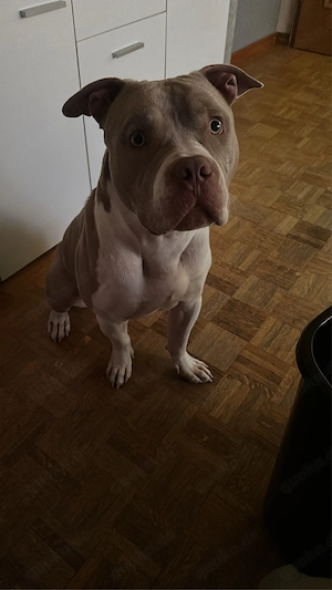 Tayson , Xl Bully  Bild 3
