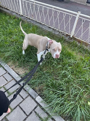 Tayson , Xl Bully  Bild 4