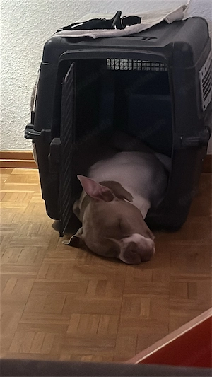 Tayson , Xl Bully  Bild 5