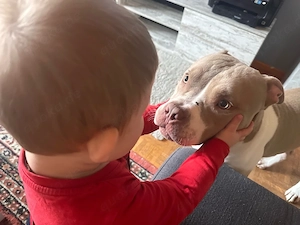 Tayson , Xl Bully  Bild 2