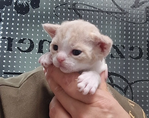 Hübsche Devon Rex Kitten können im Alter von 12 Wochen umziehen 