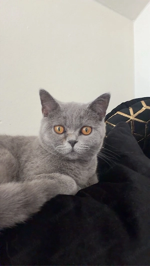 BKH Katze Jung
