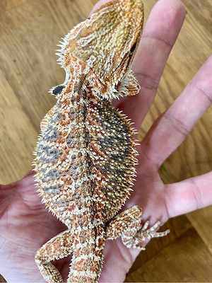 Bartagame Weibchen (pogona vitticeps) NZ Januar 2026