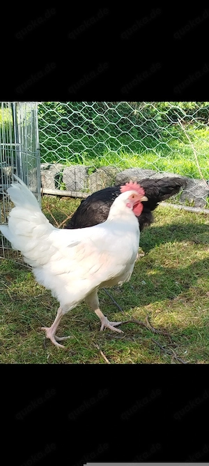 Junger Hahn weiss von 2026