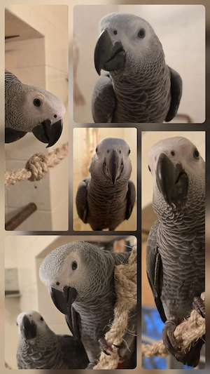 Graupapagei Pärchen sucht 5* Zuhause