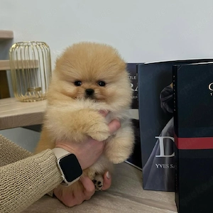 Wunderschöne Pomeranian Zwergspitz-Welpen