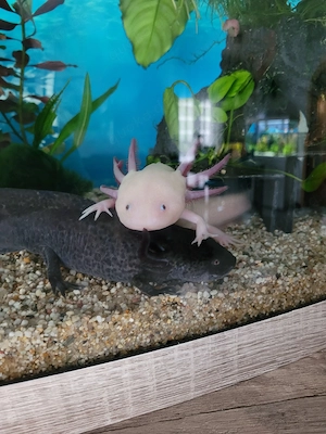 4 Axolotl  Männchen 