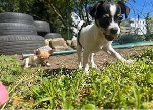 chihuhua hundin peaches( pfirsich) sucht neues zuhause  heute abhol bereit 