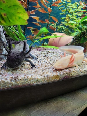 4 Axolotl 